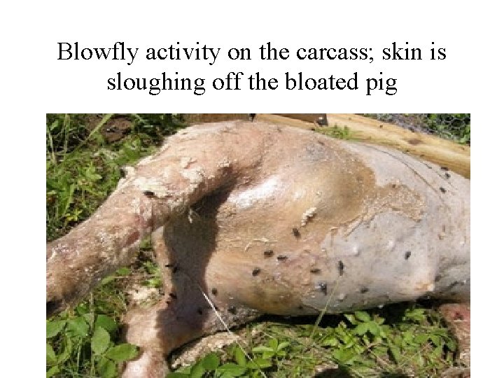 Blowfly activity on the carcass; skin is sloughing off the bloated pig 