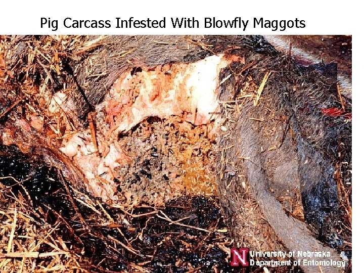 Pig Carcass Infested With Blowfly Maggots 