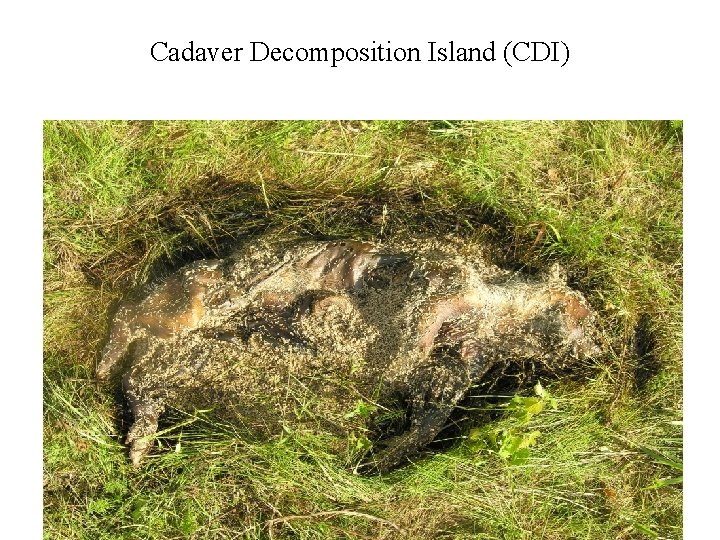 Cadaver Decomposition Island (CDI) 