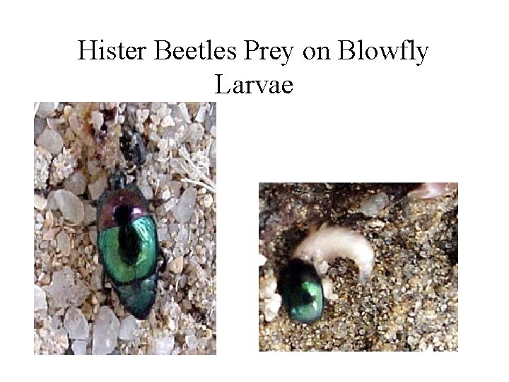 Hister Beetles Prey on Blowfly Larvae 