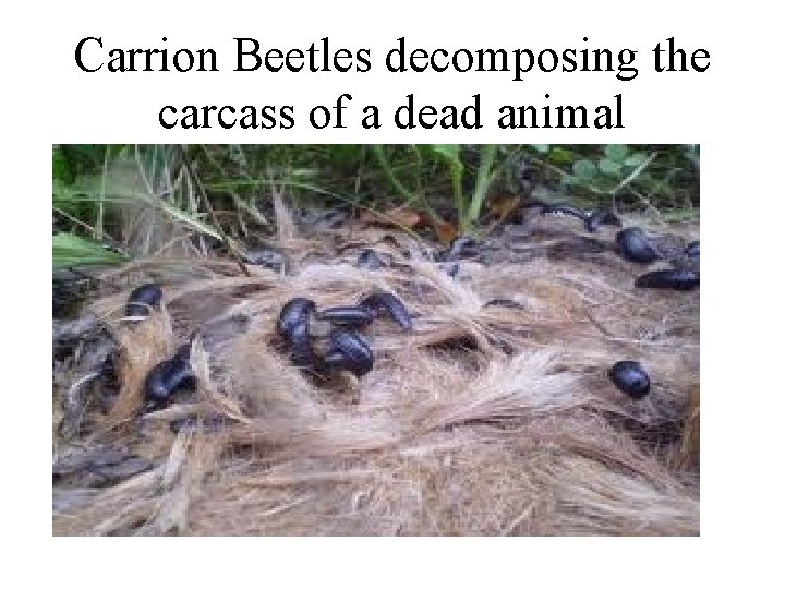 Carrion Beetles decomposing the carcass of a dead animal 