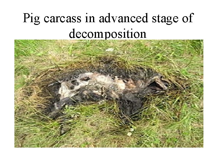 Pig carcass in advanced stage of decomposition 