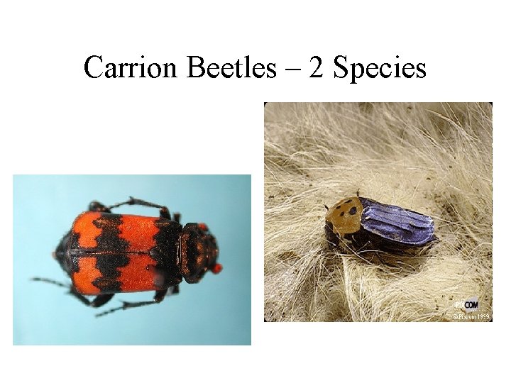 Carrion Beetles – 2 Species 