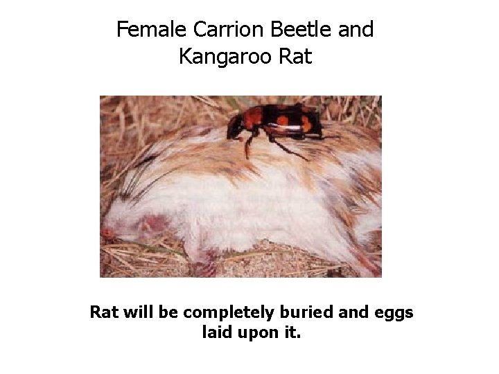Female Carrion Beetle and Kangaroo Rat will be completely buried and eggs laid upon