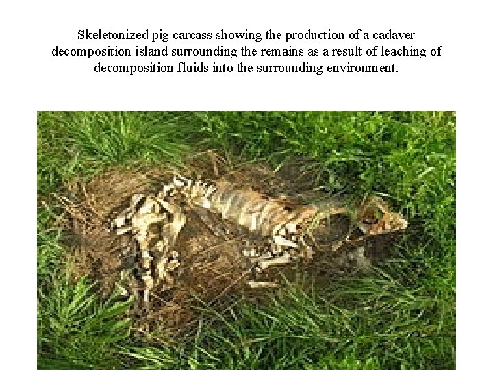 Skeletonized pig carcass showing the production of a cadaver decomposition island surrounding the remains