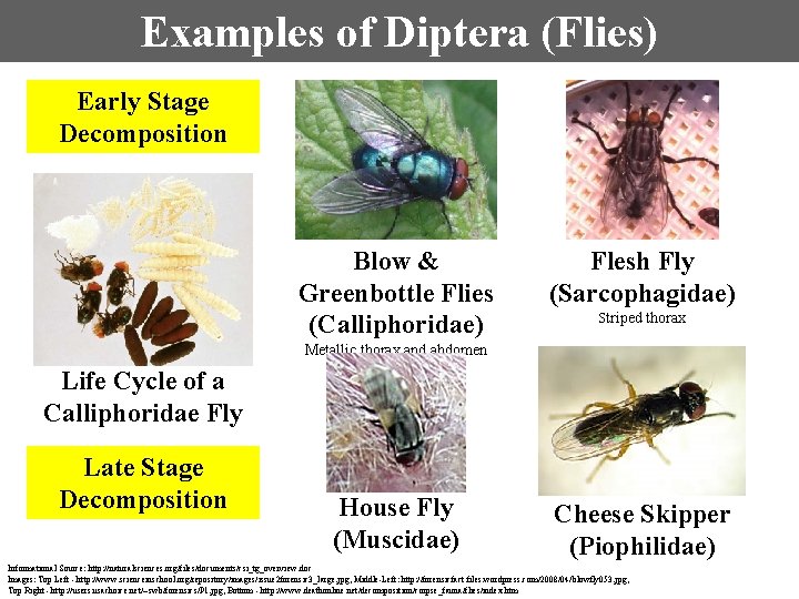Examples of Diptera (Flies) Early Stage Decomposition Blow & Greenbottle Flies (Calliphoridae) Flesh Fly