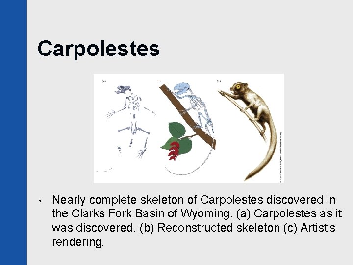Carpolestes • Nearly complete skeleton of Carpolestes discovered in the Clarks Fork Basin of