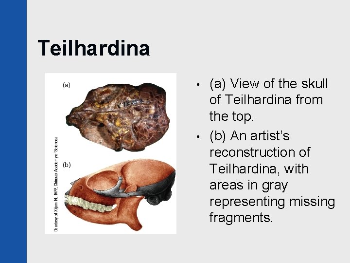 Teilhardina • • (a) View of the skull of Teilhardina from the top. (b)