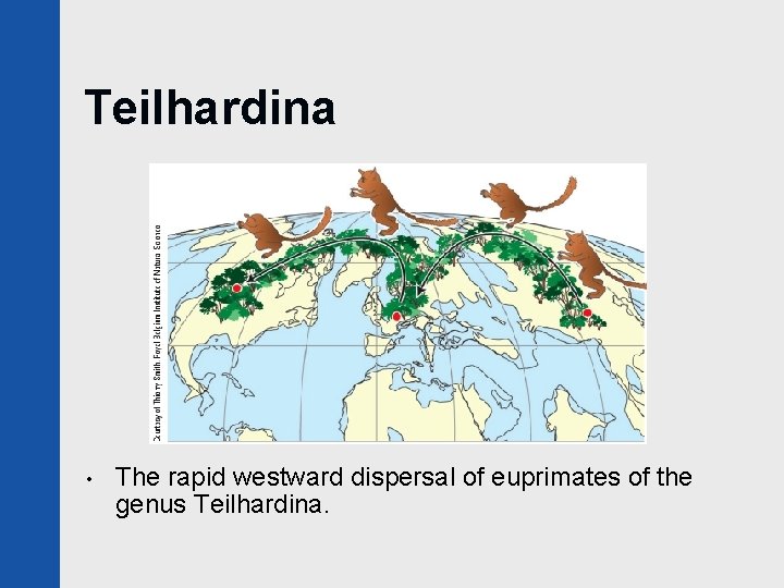 Teilhardina • The rapid westward dispersal of euprimates of the genus Teilhardina. 