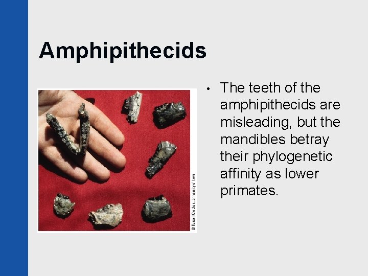 Amphipithecids • The teeth of the amphipithecids are misleading, but the mandibles betray their