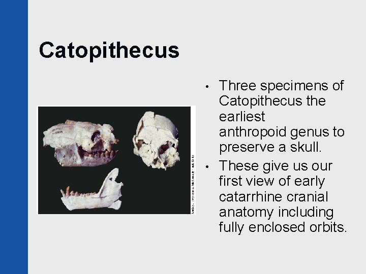 Catopithecus • • Three specimens of Catopithecus the earliest anthropoid genus to preserve a