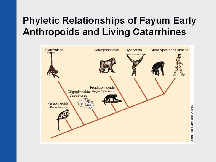 Phyletic Relationships of Fayum Early Anthropoids and Living Catarrhines 