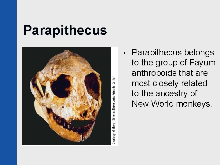 Parapithecus • Parapithecus belongs to the group of Fayum anthropoids that are most closely