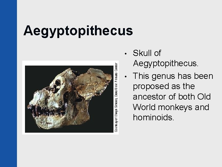 Aegyptopithecus • • Skull of Aegyptopithecus. This genus has been proposed as the ancestor