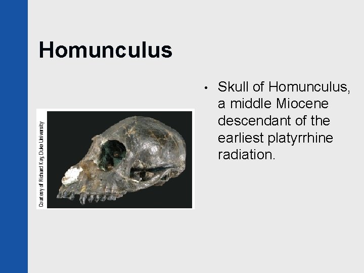 Homunculus • Skull of Homunculus, a middle Miocene descendant of the earliest platyrrhine radiation.