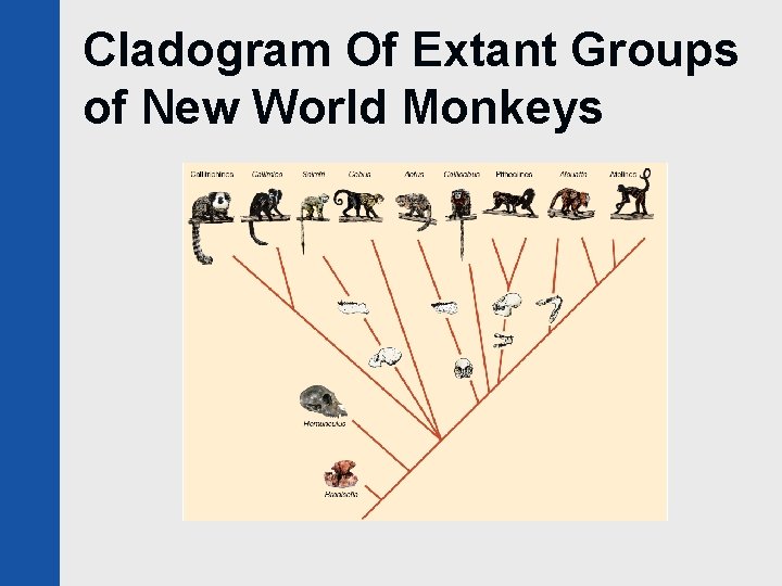 Cladogram Of Extant Groups of New World Monkeys 