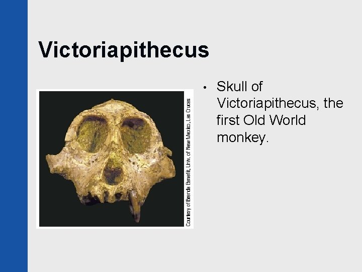 Victoriapithecus • Skull of Victoriapithecus, the first Old World monkey. 