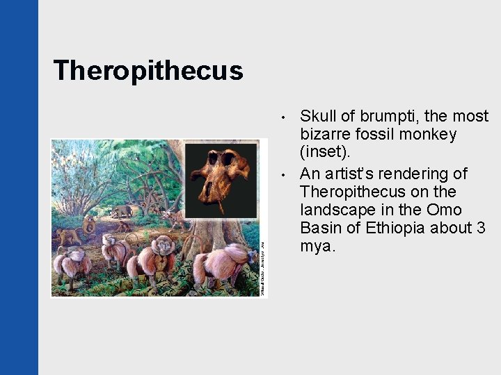 Theropithecus • • Skull of brumpti, the most bizarre fossil monkey (inset). An artist’s