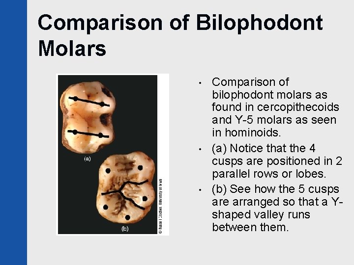 Comparison of Bilophodont Molars • • • Comparison of bilophodont molars as found in