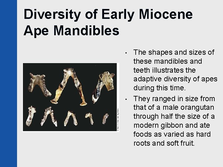 Diversity of Early Miocene Ape Mandibles • • The shapes and sizes of these