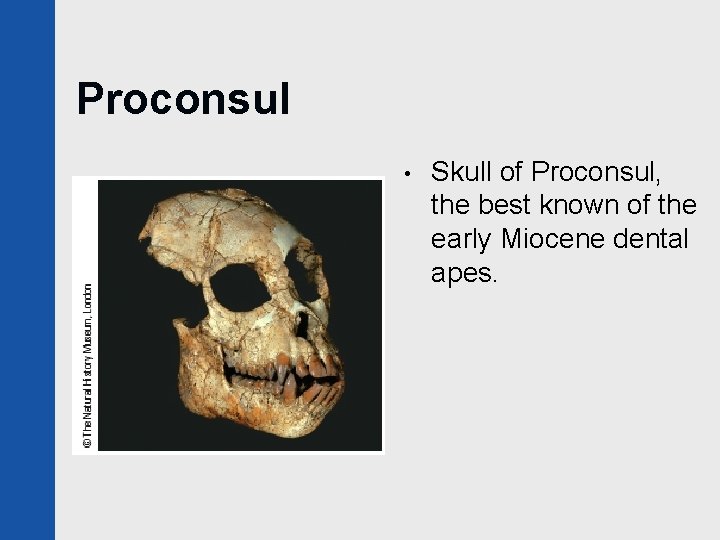 Proconsul • Skull of Proconsul, the best known of the early Miocene dental apes.