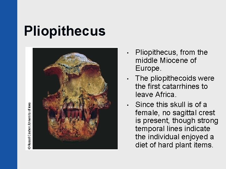 Pliopithecus • • • Pliopithecus, from the middle Miocene of Europe. The pliopithecoids were