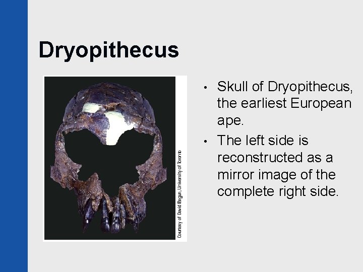 Dryopithecus • • Skull of Dryopithecus, the earliest European ape. The left side is