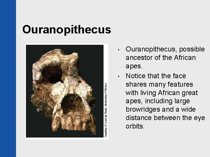 Ouranopithecus • • Ouranopithecus, possible ancestor of the African apes. Notice that the face