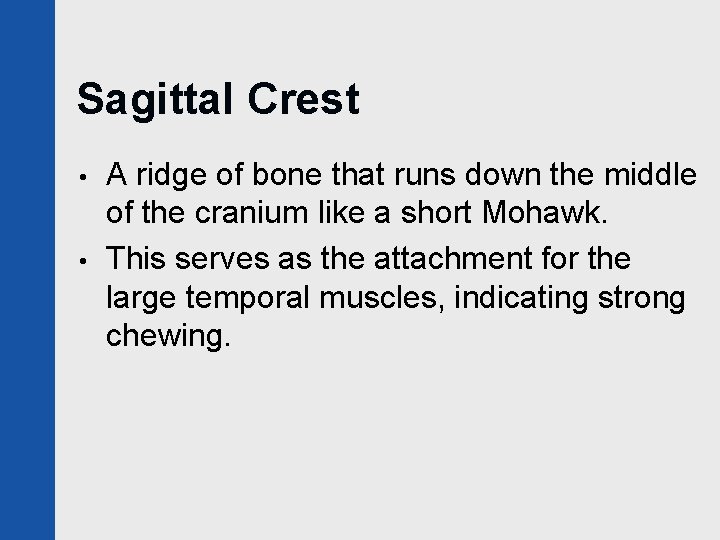 Sagittal Crest • • A ridge of bone that runs down the middle of