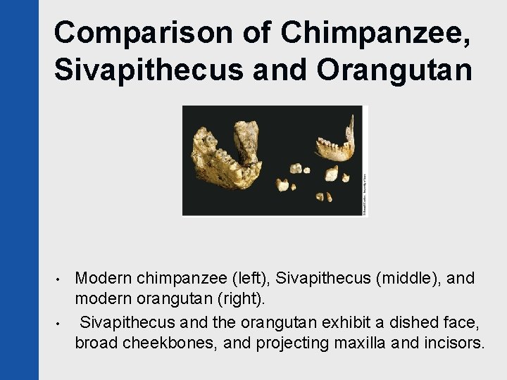 Comparison of Chimpanzee, Sivapithecus and Orangutan • • Modern chimpanzee (left), Sivapithecus (middle), and