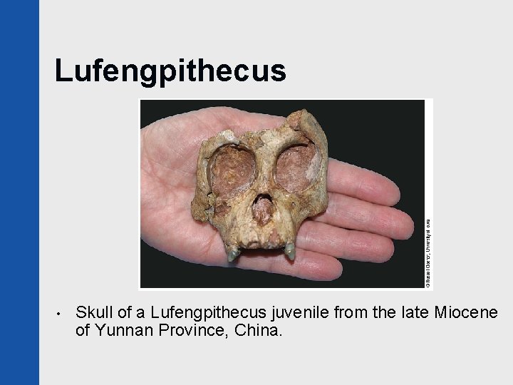 Lufengpithecus • Skull of a Lufengpithecus juvenile from the late Miocene of Yunnan Province,