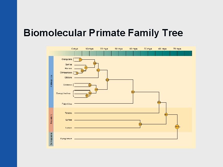 Biomolecular Primate Family Tree 