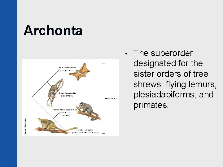 Archonta • The superorder designated for the sister orders of tree shrews, flying lemurs,