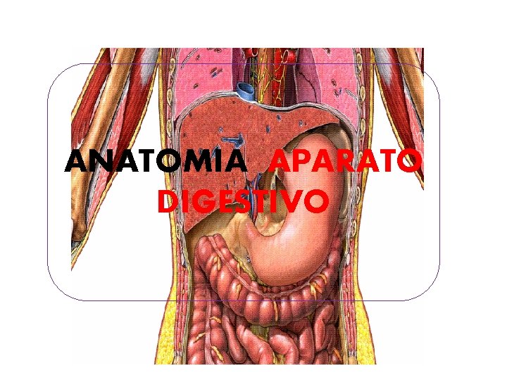 ANATOMIA APARATO DIGESTIVO 