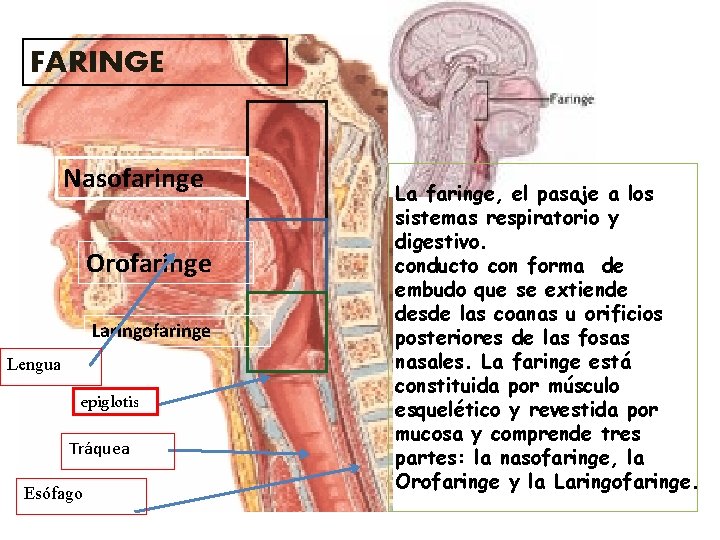 FARINGE Nasofaringe Orofaringe Laringofaringe Lengua epiglotis Tráquea Esófago La faringe, el pasaje a los