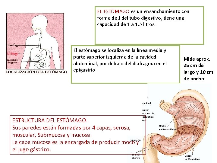 EL ESTÓMAGO es un ensanchamiento con forma de J del tubo digestivo, tiene una