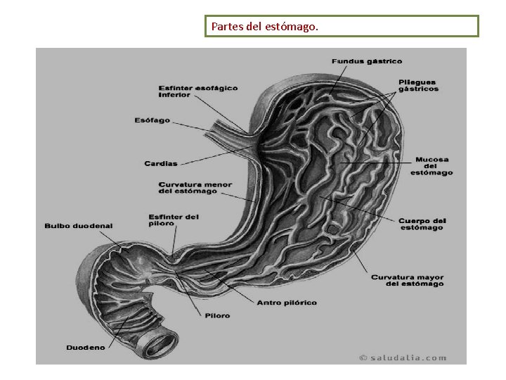 Partes del estómago. 