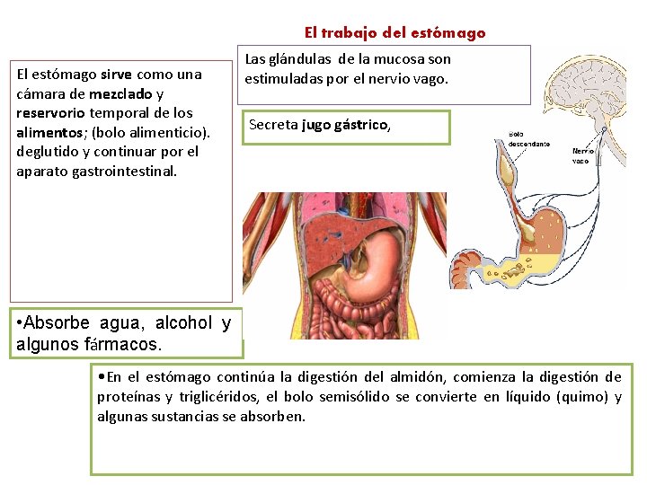 El trabajo del estómago El estómago sirve como una cámara de mezclado y reservorio