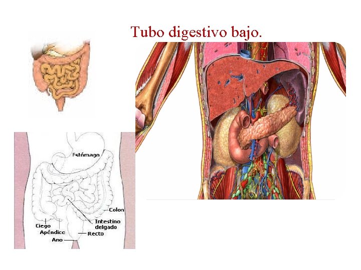 Tubo digestivo bajo. 