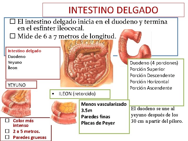 INTESTINO DELGADO � El intestino delgado inicia en el duodeno y termina en el