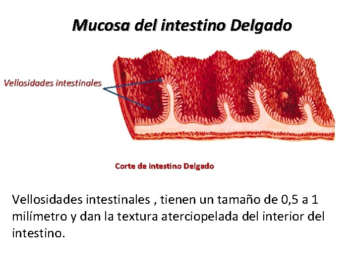 Mucosa del intestino Delgado Vellosidades intestinales Corte de intestino Delgado Vellosidades intestinales , tienen