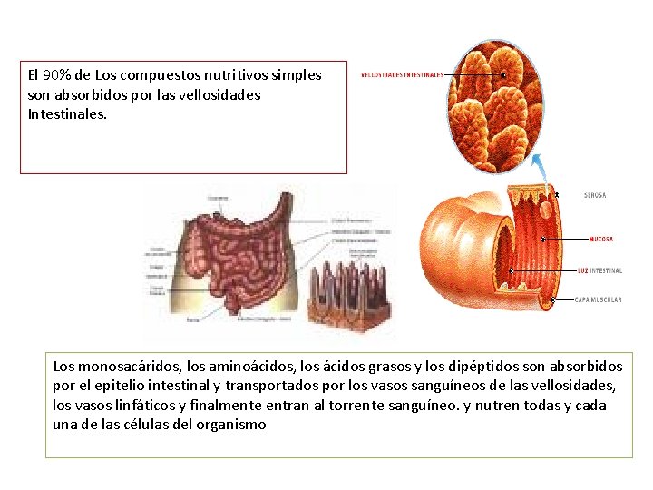 El 90% de Los compuestos nutritivos simples son absorbidos por las vellosidades Intestinales. Los