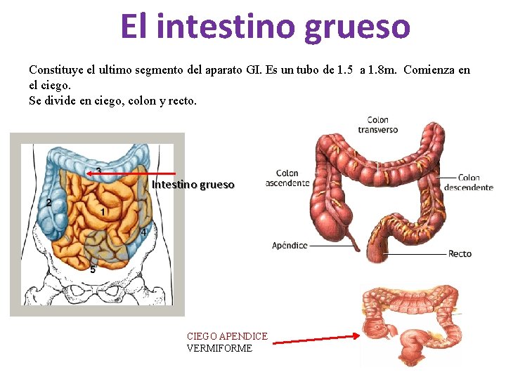El intestino grueso Constituye el ultimo segmento del aparato GI. Es un tubo de