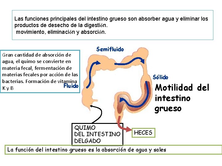 Las funciones principales del intestino grueso son absorber agua y eliminar los productos de