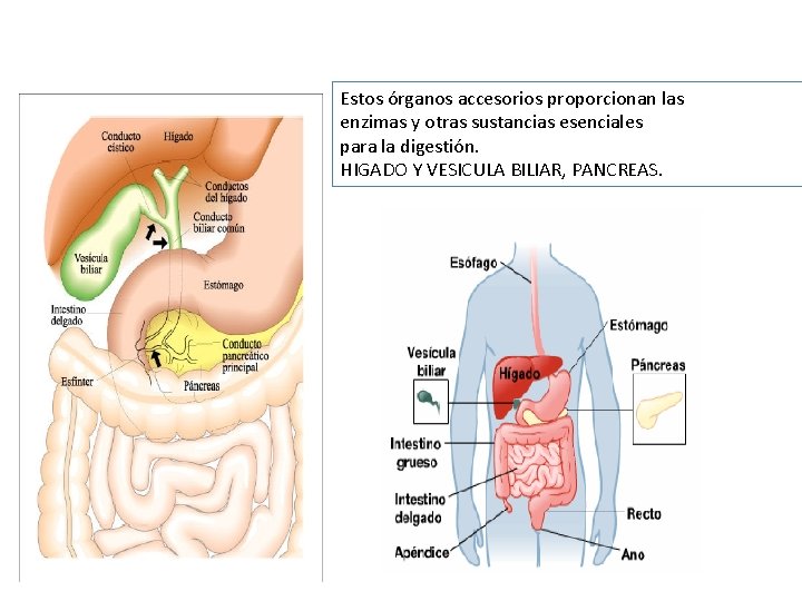 Principales glándulas accesorias. Estos órganos accesorios proporcionan las enzimas y otras sustancias esenciales para