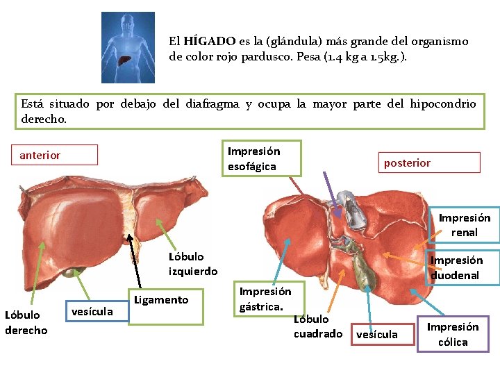 El HÍGADO es la (glándula) más grande del organismo de color rojo pardusco. Pesa