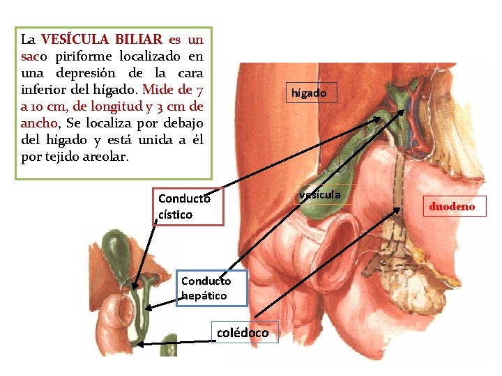 La VESÍCULA BILIAR es un saco piriforme localizado en una depresión de la cara