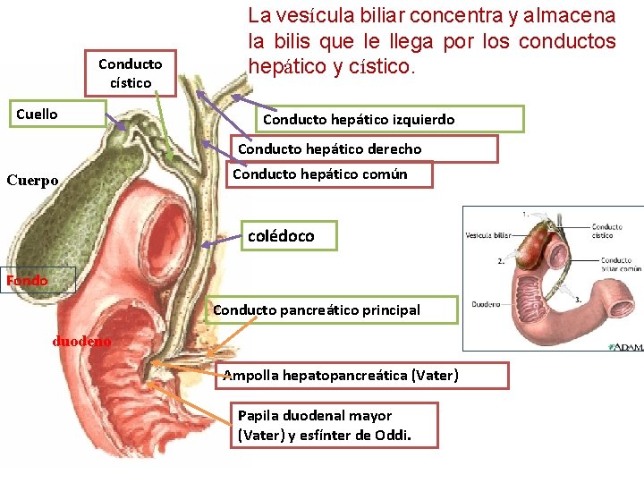 Conducto cístico Cuello La vesícula biliar concentra y almacena la bilis que le llega