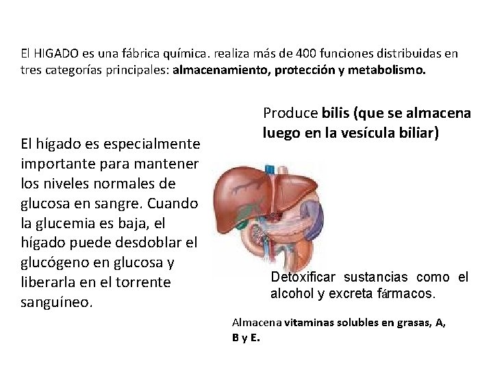 El HIGADO es una fábrica química. realiza más de 400 funciones distribuidas en tres