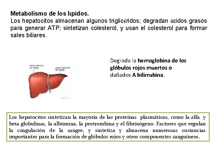 Metabolismo de los lípidos. Los hepatocitos almacenan algunos triglicéridos; degradan ácidos grasos para generar